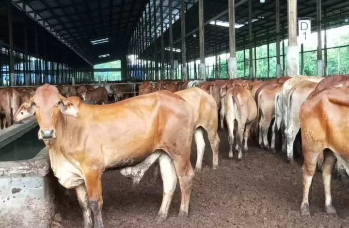 Sambut Perubahan Regulasi, BEEF Siap Datangkan Sapi dari Brasil